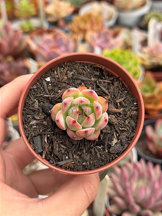 Echeveria Beatrice (plug)