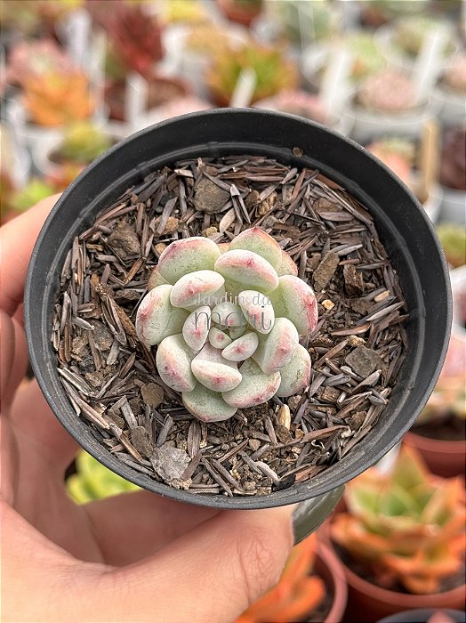 Echeveria baena