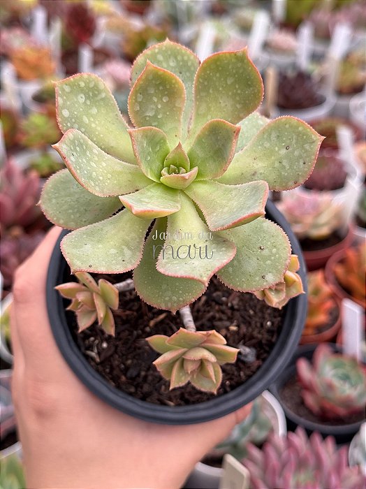 Aeonium híbrido