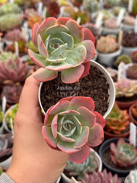 Echeveria híbrida raindrops (2 cabeças)
