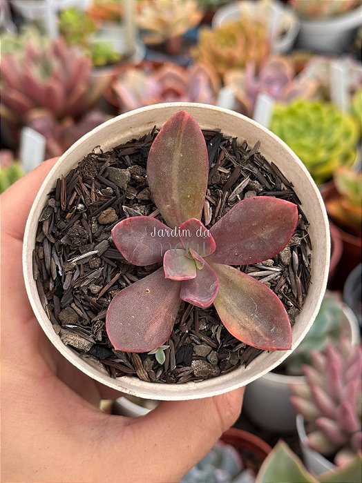 Echeveria Hainakada variegata 02