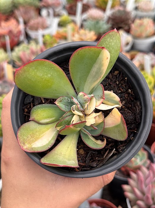 Echeveria Júlia Áurea variegata cristata