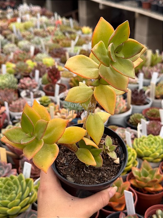 Crassula láctea ssp