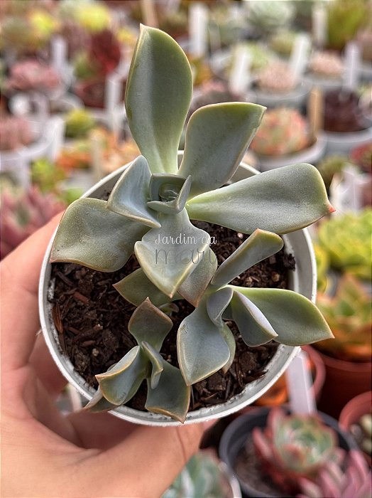 Echeveria gisele