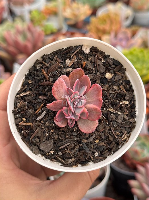 Echeveria angel wings variegata cristata