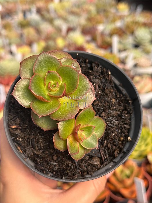 Echeveria salsa verde (colônia)