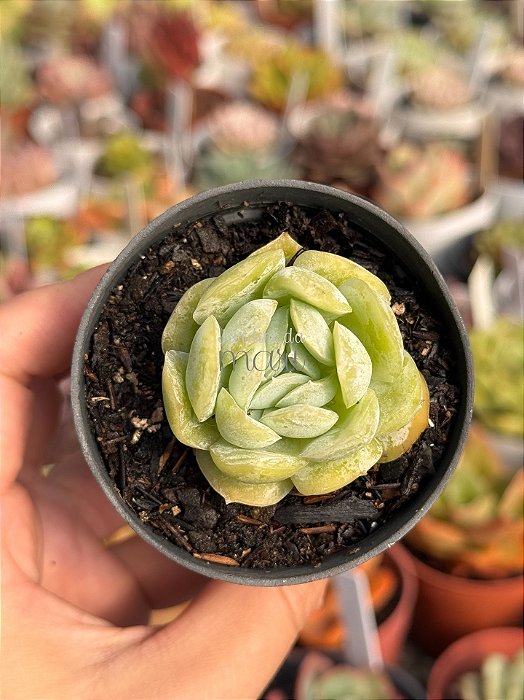 Echeveria potosina