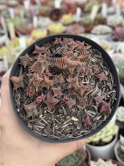 Crassula capitella ssp thyrsiflora