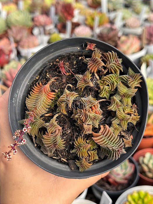 Crassula capitella ssp thyrsiflora