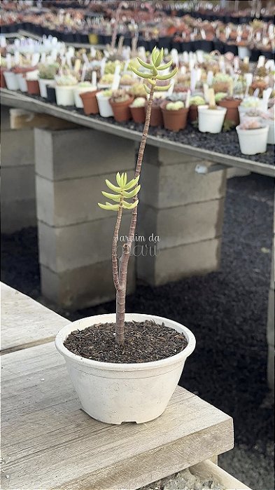 Crassula tetragona