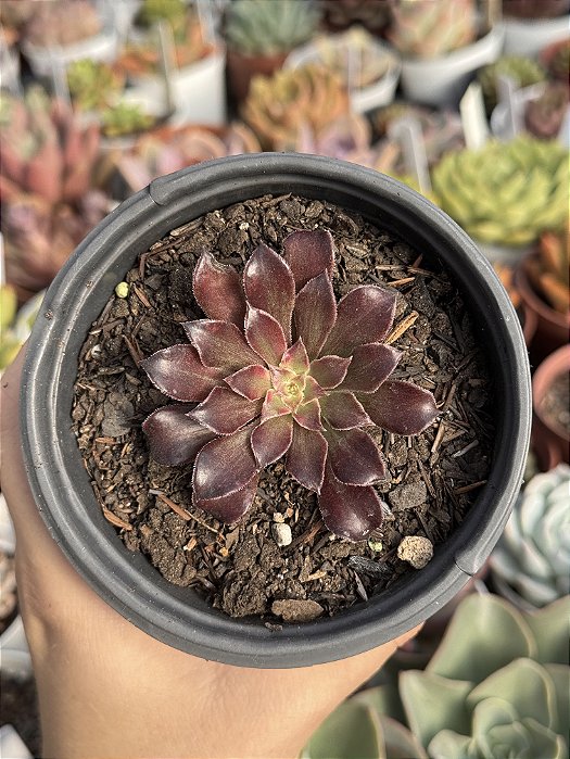 Aeonium snow girl (sem raiz)