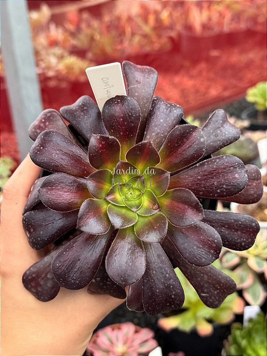 Aeonium kilimanjaro