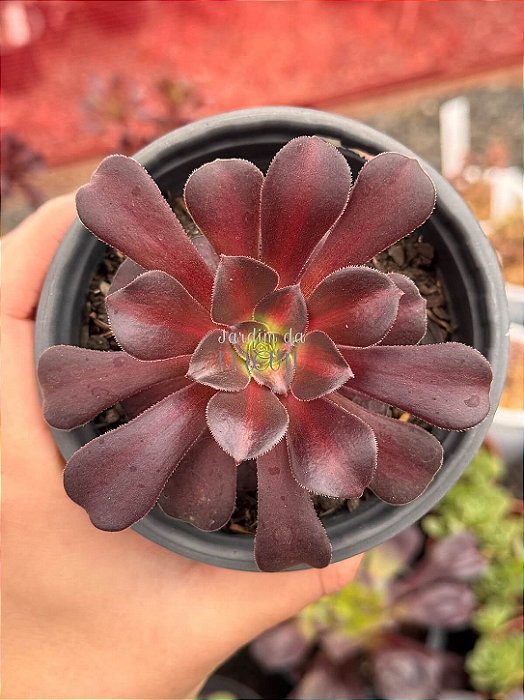 Aeonium Kilimanjaro
