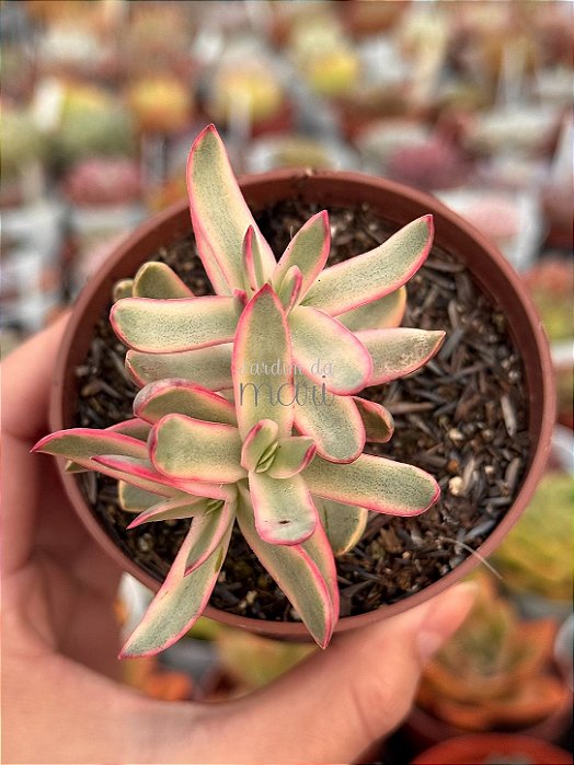 Crassula candy cane variegata