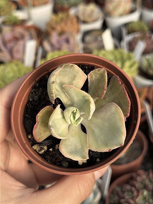 Echeveria rose fairy variegata (pouca raiz)