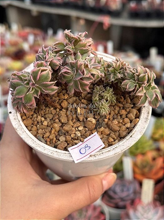 Aeonium sunburst cristata (09)