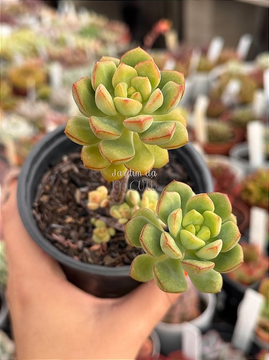 Echeveria techno agua blanca
