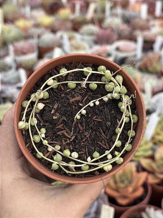Senecio rowleyanus variegata (Colar de pérolas) sem raiz