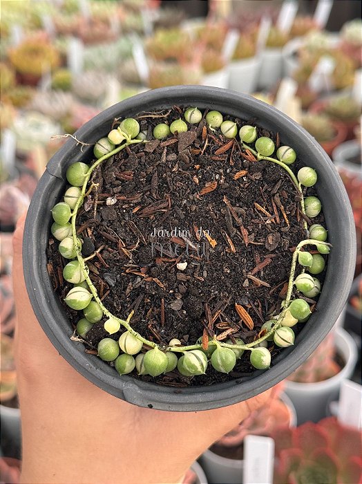 Senecio rowleyanus var. (Colar de pérolas)