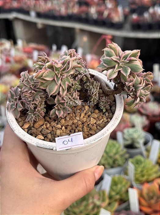 Aeonium sunburst cristata (04)