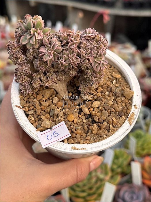 Aeonium sunburst cristata (05)
