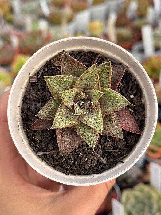 x Gasteraloe d due