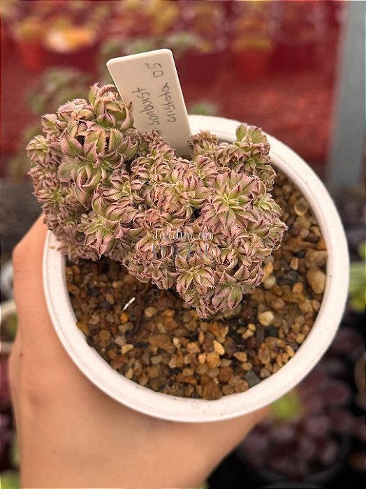 Aeonium sunburst cristata (05)