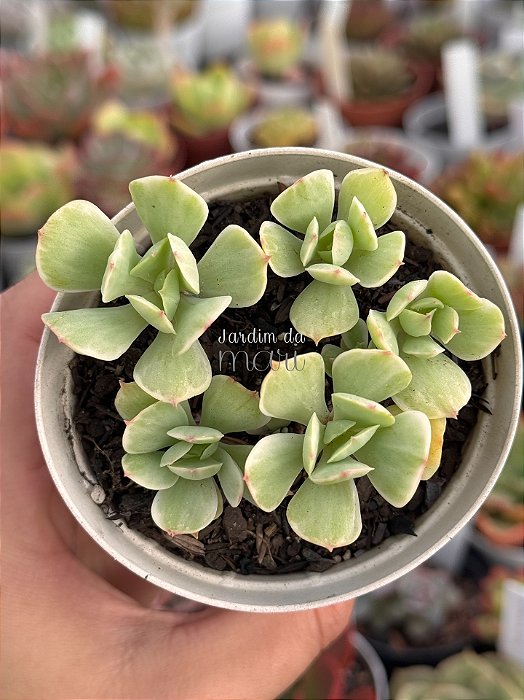 Echeveria momoca variegata (colônia)