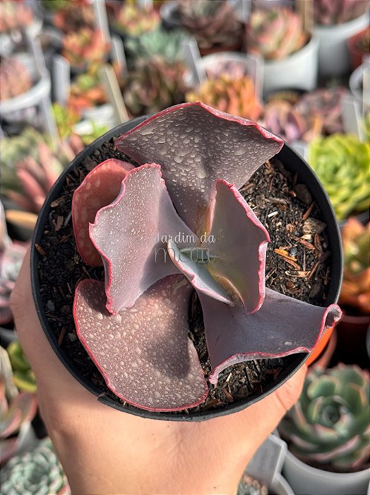 Echeveria nissei dorma (importada) sem raiz