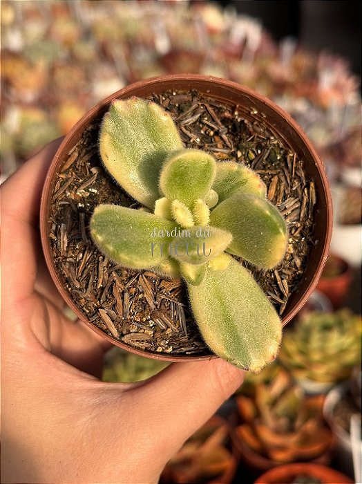 Cotyledon tomentosa variegata (patinha de urso)