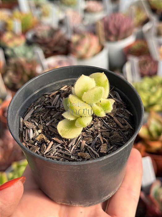 Cotyledon tomentosa variegata