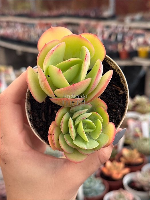 Echeveria mandala cítrus duas cabeças