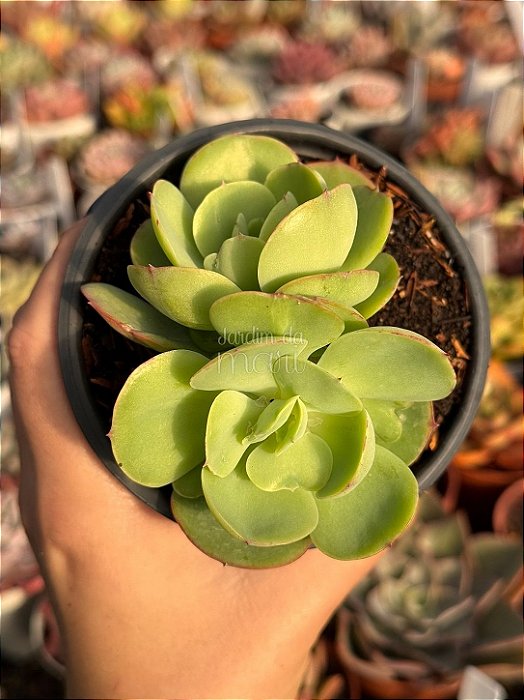 Echeveria mandala cítrus duas cabeças