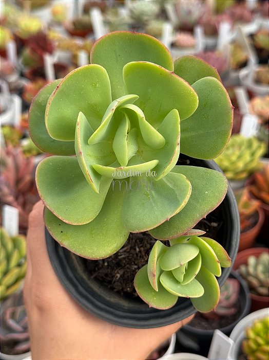 Echeveria mandala cítrus (2)