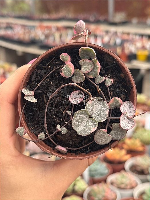 Ceropegia woodi variegata