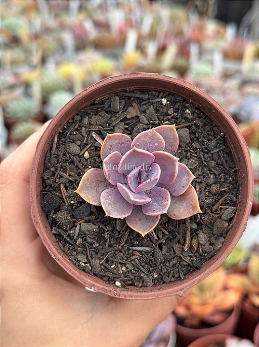 Echeveria magic red