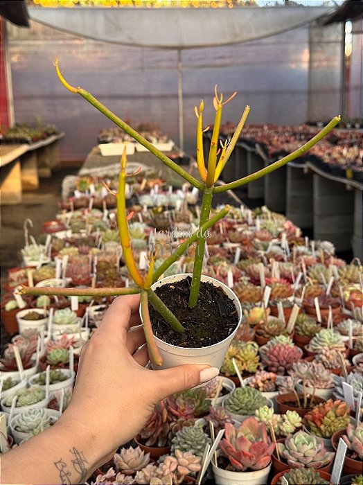 Euphorbia tirucalli (avelós)
