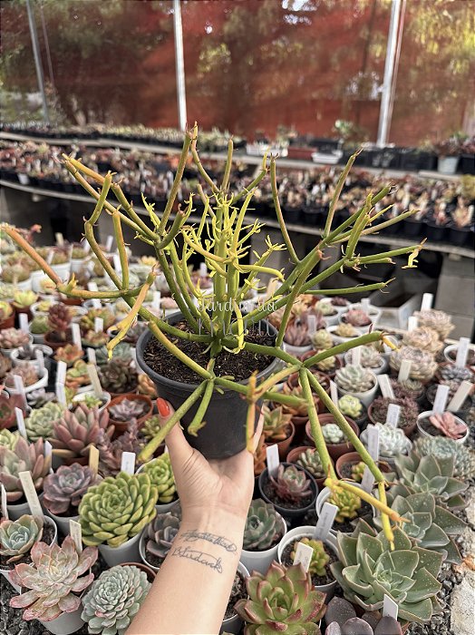 Euphorbia tirucalli (avelós) sem raiz