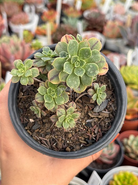 Aeonium castello paivae var. sarae