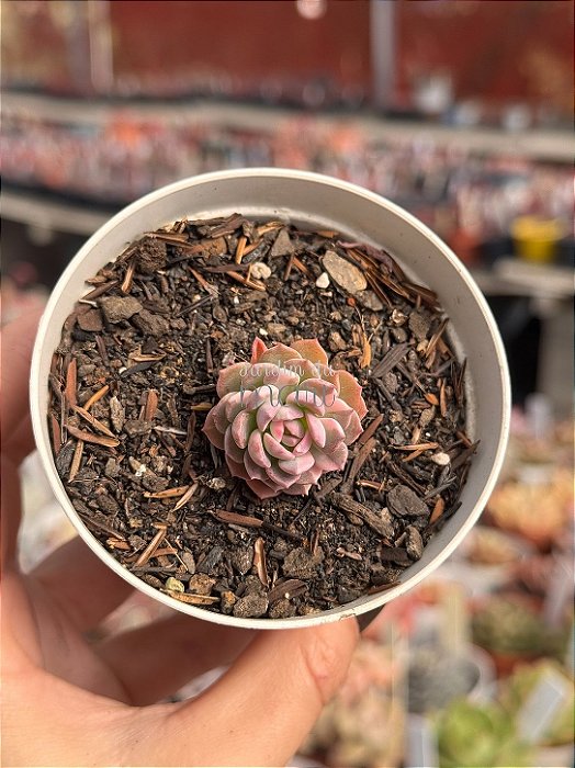 Echeveria sigrid variegata