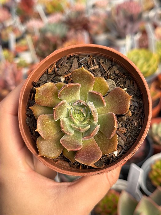 Echeveria brown rose