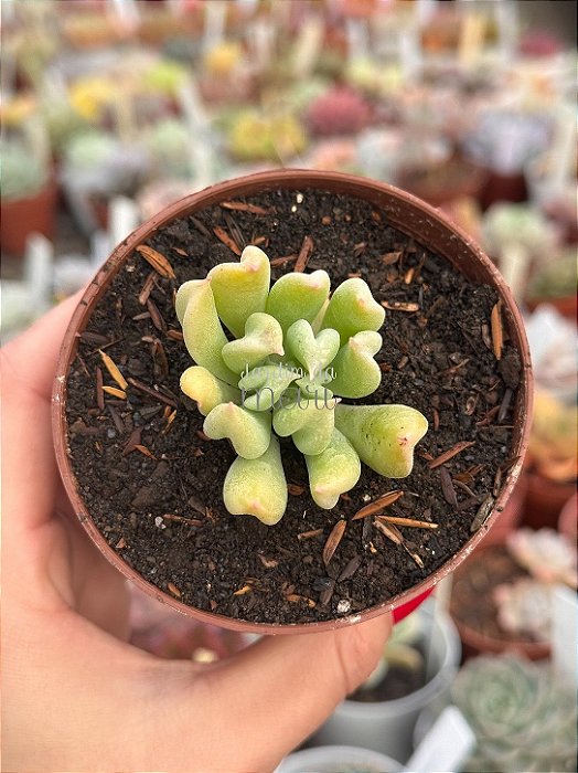 Echeveria dagda