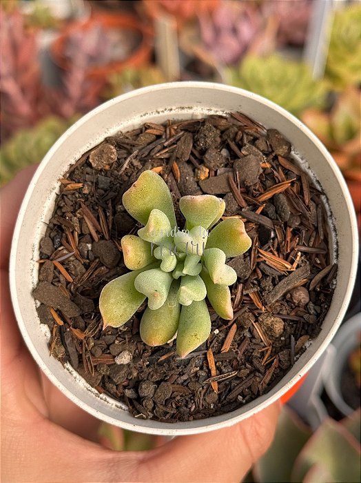 Echeveria dagda