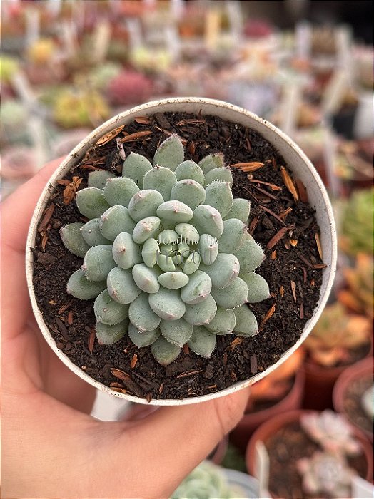 Echeveria rundelli