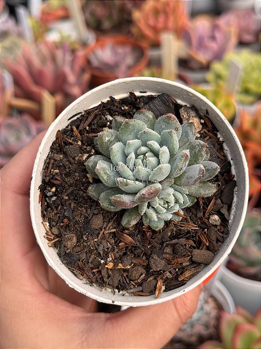 Echeveria rundelli
