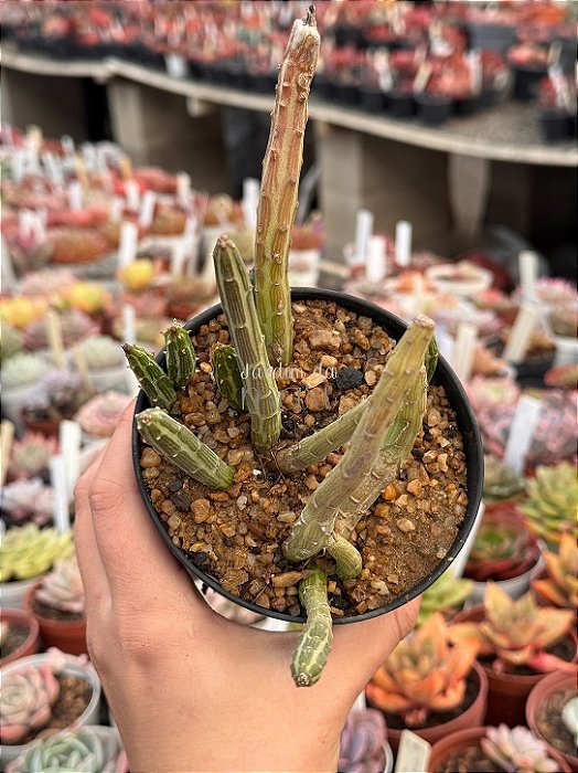 Senecio stapeliiformis (cacto melancia)