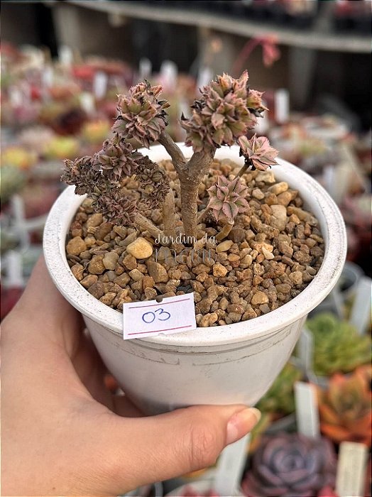 Aeonium sunburst cristata (03)