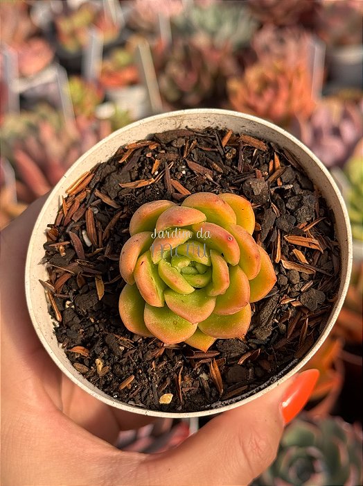 Echeveria gilva