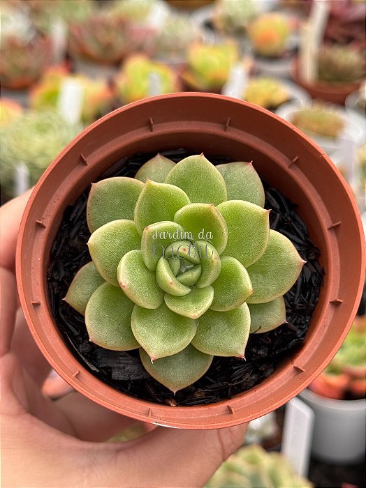 Echeveria gilva