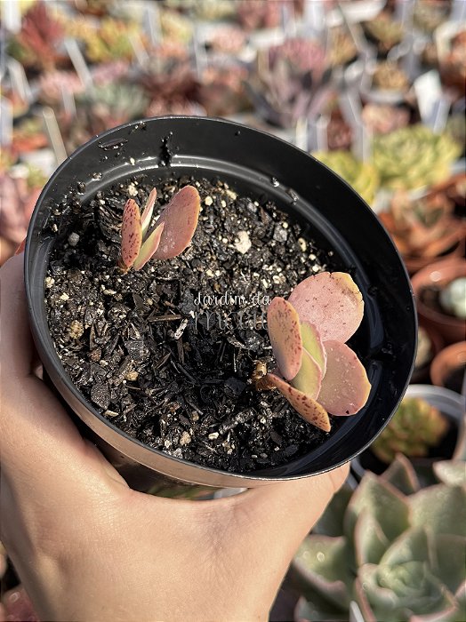 Kalanchoe grandifolia